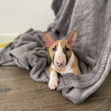 Mini Roman Nose Bull Terrier Girl Puppy Available & Ready For her Forever Home!