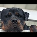 Rottweiler, pure bred family dog