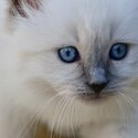 Premium, Friendly, Well Socialized, Healthy Purebred Ragdoll Kittens-1