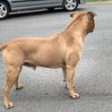Awesome 5 year old red male Staffordshire available for stud-2