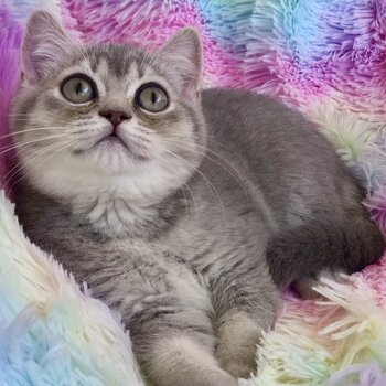 Registered purebred Scottish Fold and Shorthair kittens with pedigrees 
