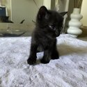 Kittens for sale!!!-2