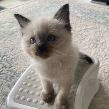 Purebred Ragdoll kittens available 