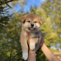Healthy Home Trained Akita Puppies (Purebred)