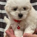 Stud Hire*  Shih Tzu x Maltese Male  *For Stud Hire Only *-4