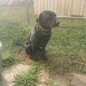 Rehoming a black Labrador -1