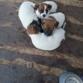 Jack Russell Puppies 