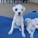 Boxer Puppies ONLY 1 BOY LEFT-1