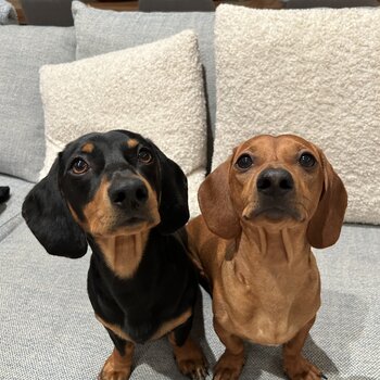 Miniature Dachshund Brothers - Pair Only