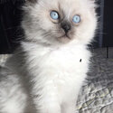 Cute Ragdoll kitten for rehoming -0