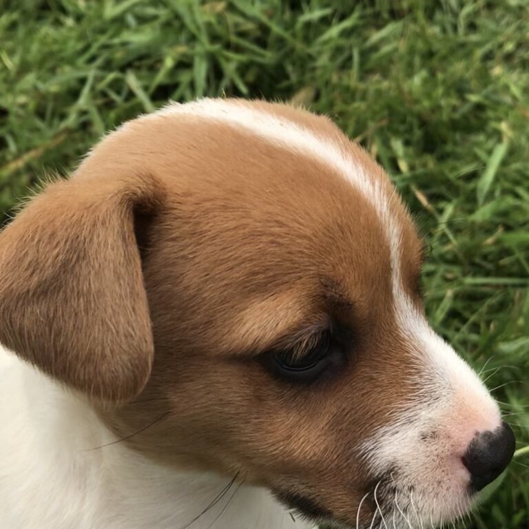 JACK RUSSELL PUPPY MALE