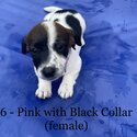Purebreed Jack Russell Puppies