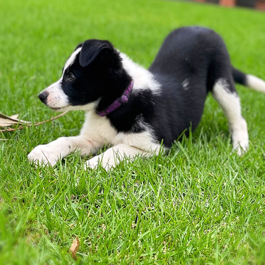 Pure bred border collie pup