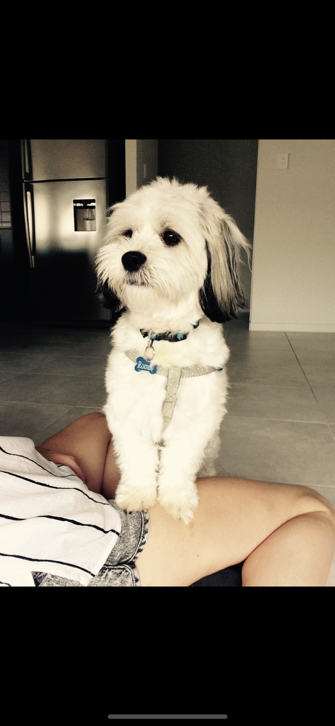 Stud Hire*  Shih Tzu x Maltese Male  *For Stud Hire Only *-1