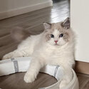 Two beautiful tri colored ragdoll cats for adoption -1