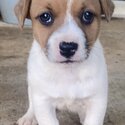 JACK RUSSELL PUPPY MALE-2