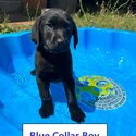 7 beautiful Labrador Puppies for sale-0