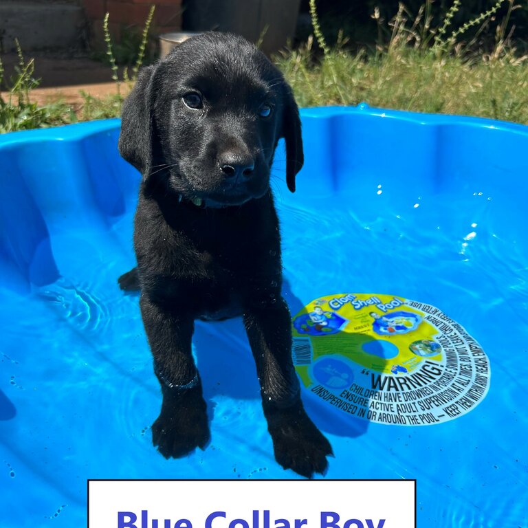 7 beautiful Labrador Puppies for sale
