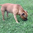 Awesome 5 year old red male Staffordshire available for stud-0