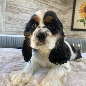 Available Beautiful Cocker Spaniel Puppies