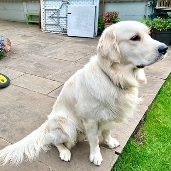 (READ THIS POST CAREFULLY BEFORE YOU RESPOND)PLEASE REHOME ME. A GOLDEN RETRIEVER DOG