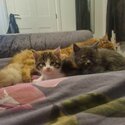  Three New Maine Coon cats ready from November 2023-2