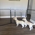 2 West Highland White Terriers-2