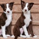 Beautiful Border Collie Puppies male and female -0