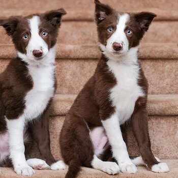 Beautiful Border Collie Puppies male and female 