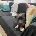 Family friendly American staffy  1 year old-0