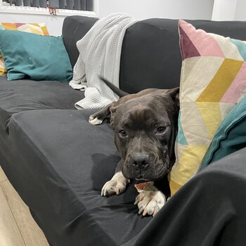 Family friendly American staffy  1 year old