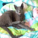 Russian Blue cat for new loving home-0