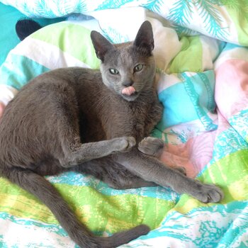 Russian Blue cat for new loving home