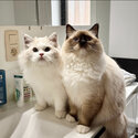 Male and Female ragdoll kittens ready for a rehoming-0