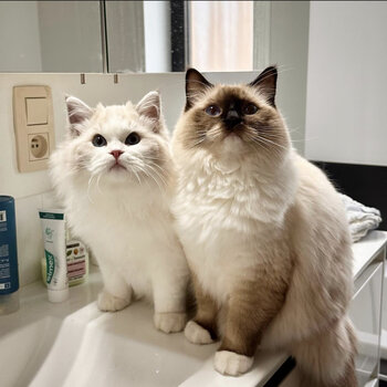 Male and Female ragdoll kittens ready for a rehoming