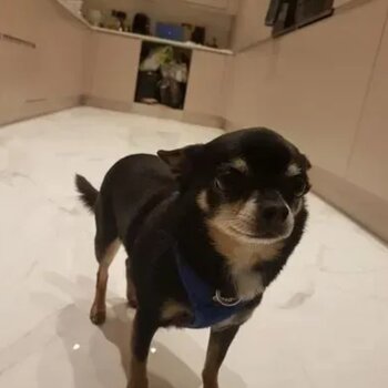 WANTED HOME, FOR A CHIHUAHUA DOG