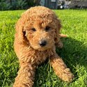 Adorable female Groodle puppy for sale-0