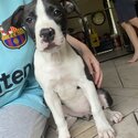 American Staffy puppies for sale 