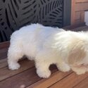 Female Maltese shih tzu puppy