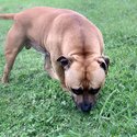 Awesome 5 year old red male Staffordshire available for stud-1