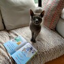 Russian Blue cat for new loving home-4