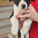 Border Collie x Kelpie puppies - Price reduced for THIS WEEKEND ONLY-1
