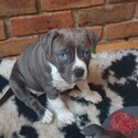 Pure bread blue and  white amstaff puppies -3