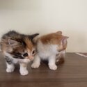 Calico and orange cats-0