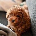 Beautiful Cavoodle puppy for sale