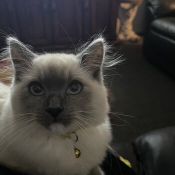 Male Ragdoll Kitten