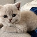 Purebred British Shorthair Kittens-2