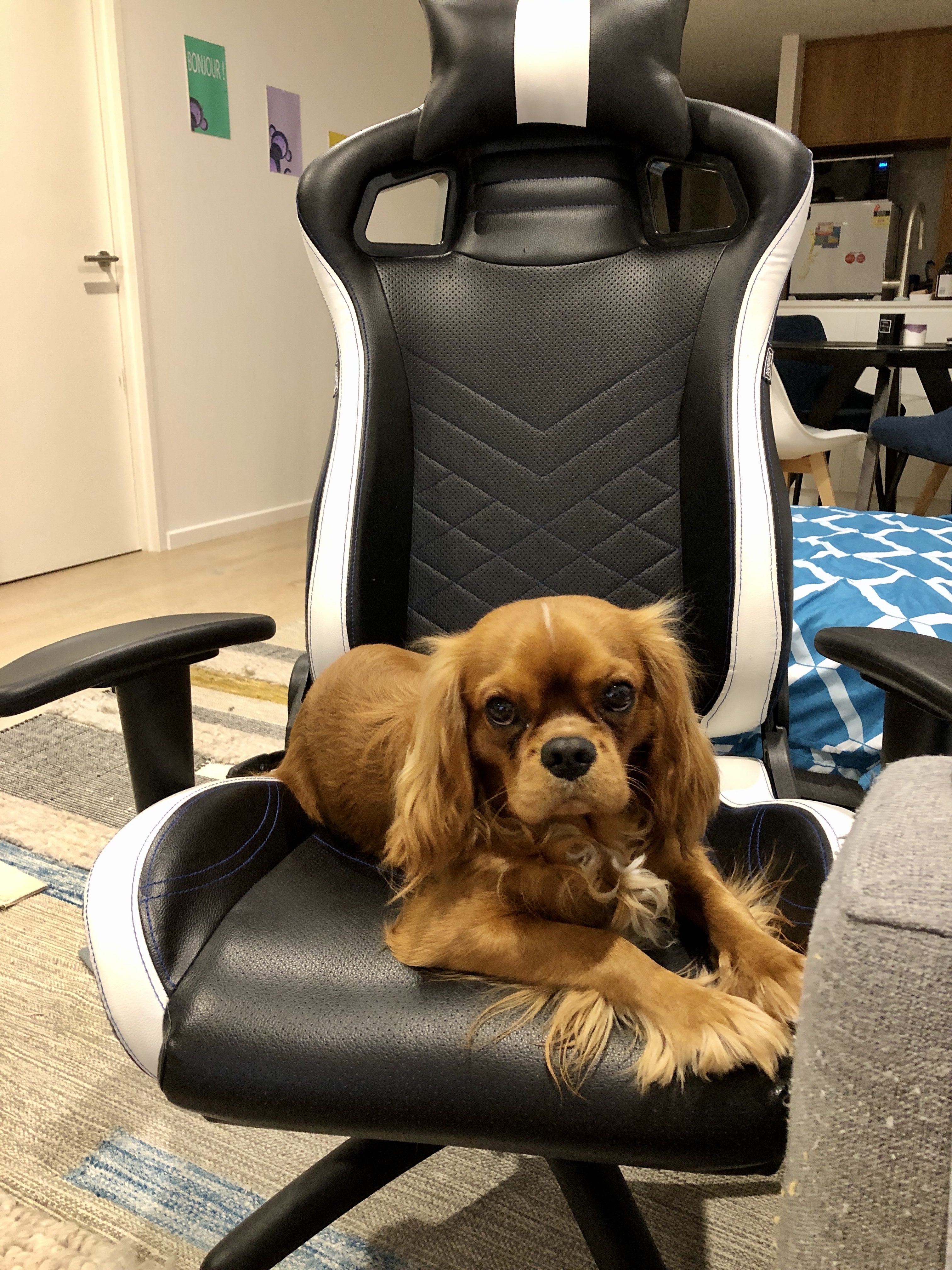 Cavalier King Charles Spaniel Stud Service (not for sale)