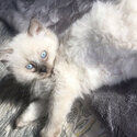 Cute Ragdoll kitten for rehoming -1