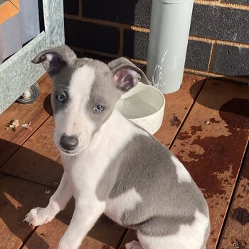 Whippet Puppies for sale 